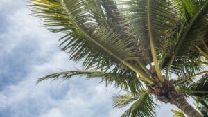 Florida Palm Tree Health Insurance