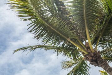 Florida Palm Tree Health Insurance